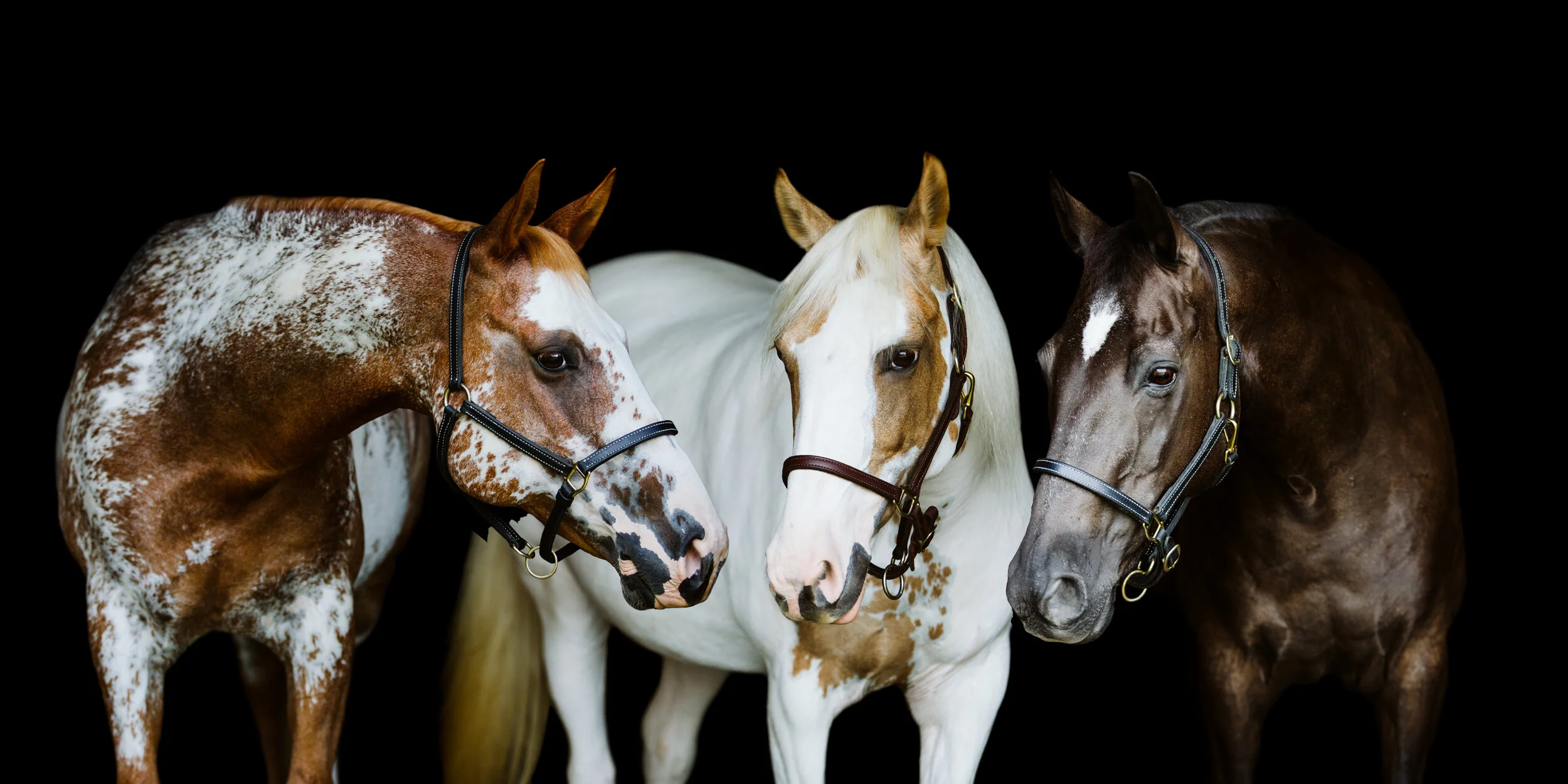 bethany-grace-photography-equine-maryland-black-background-portrait-16.JPG