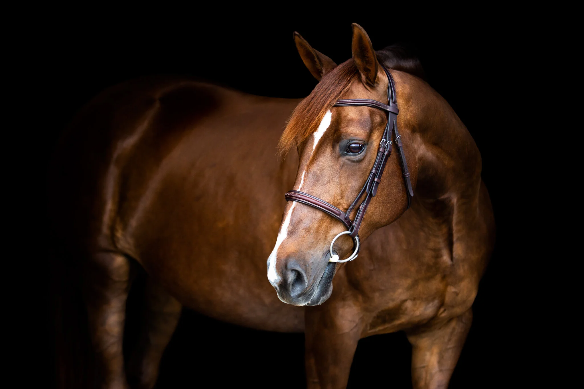 bethany-grace-photography-virginia-staunton-equine-black-background-1.jpg