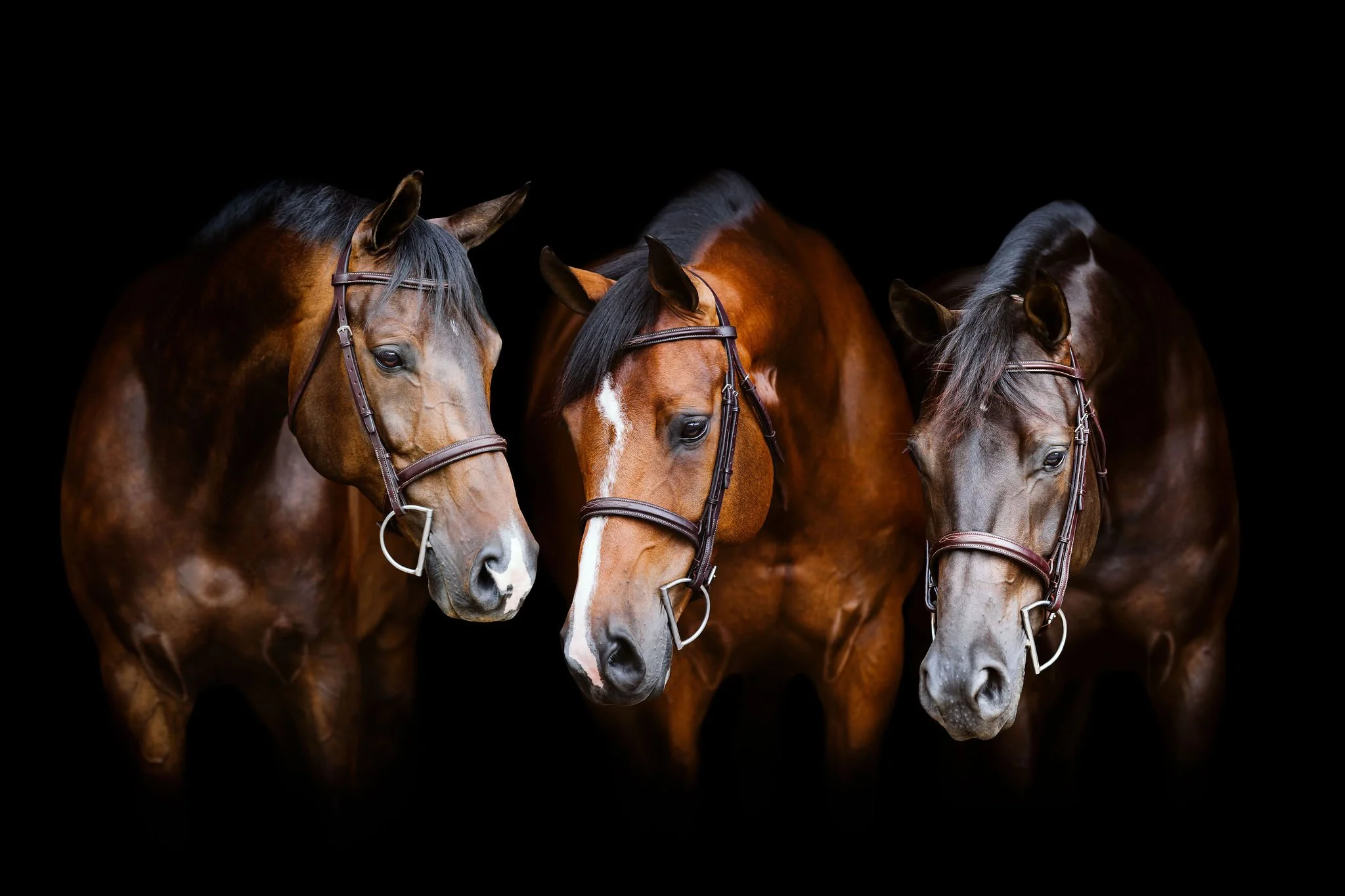 ella-equine-56.jpg