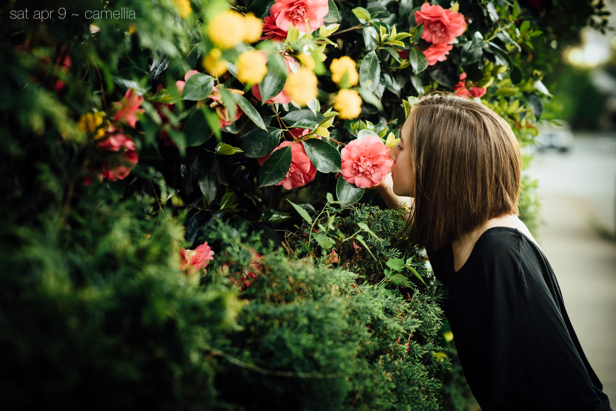 camellia