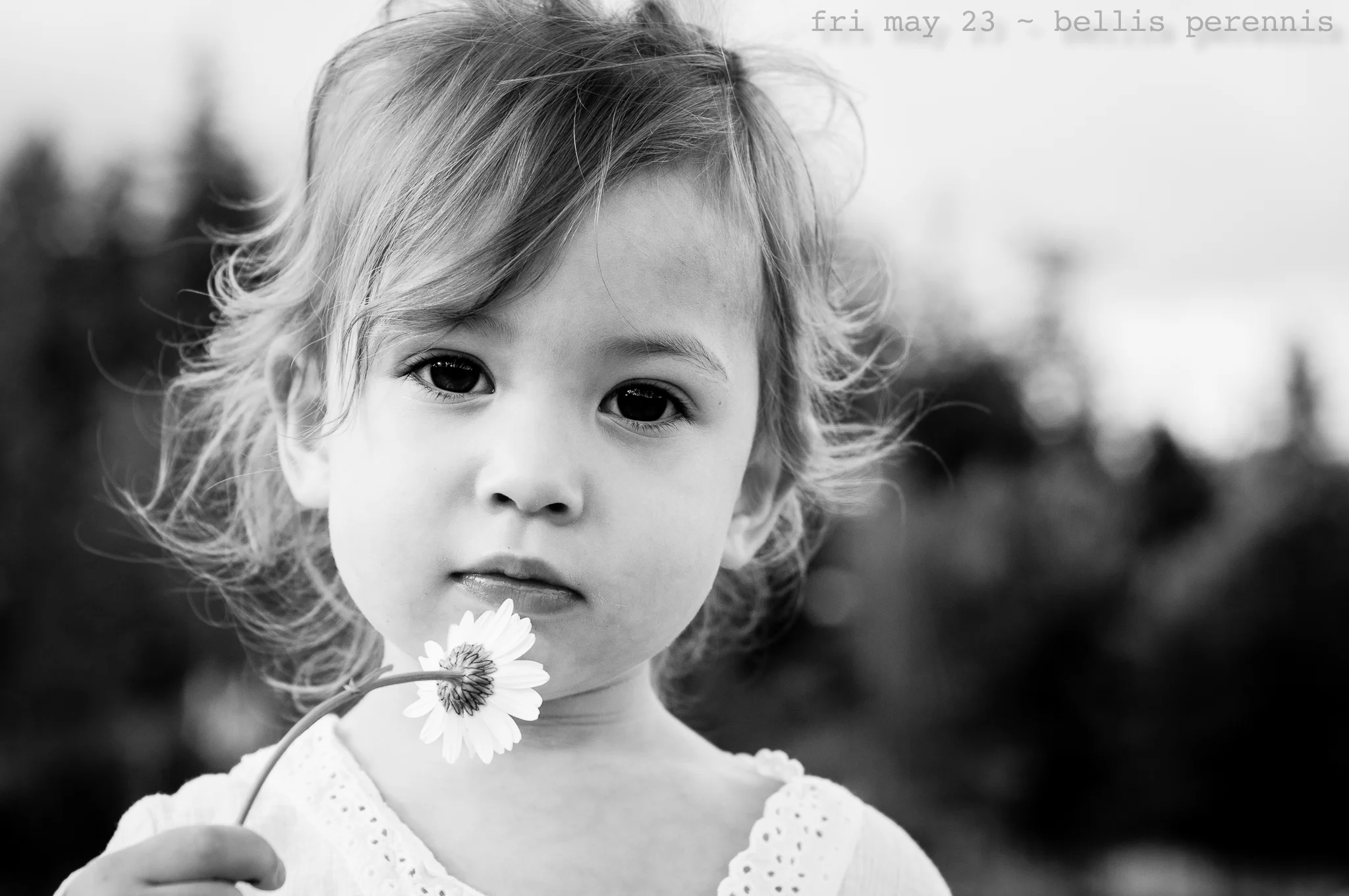 bellis perennis