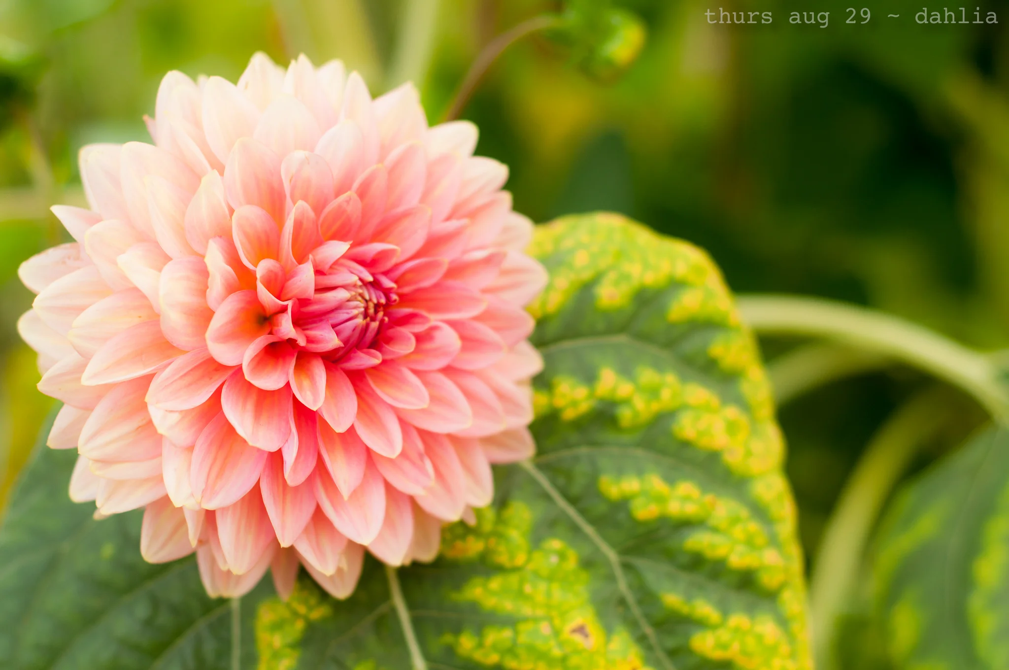 dahlia