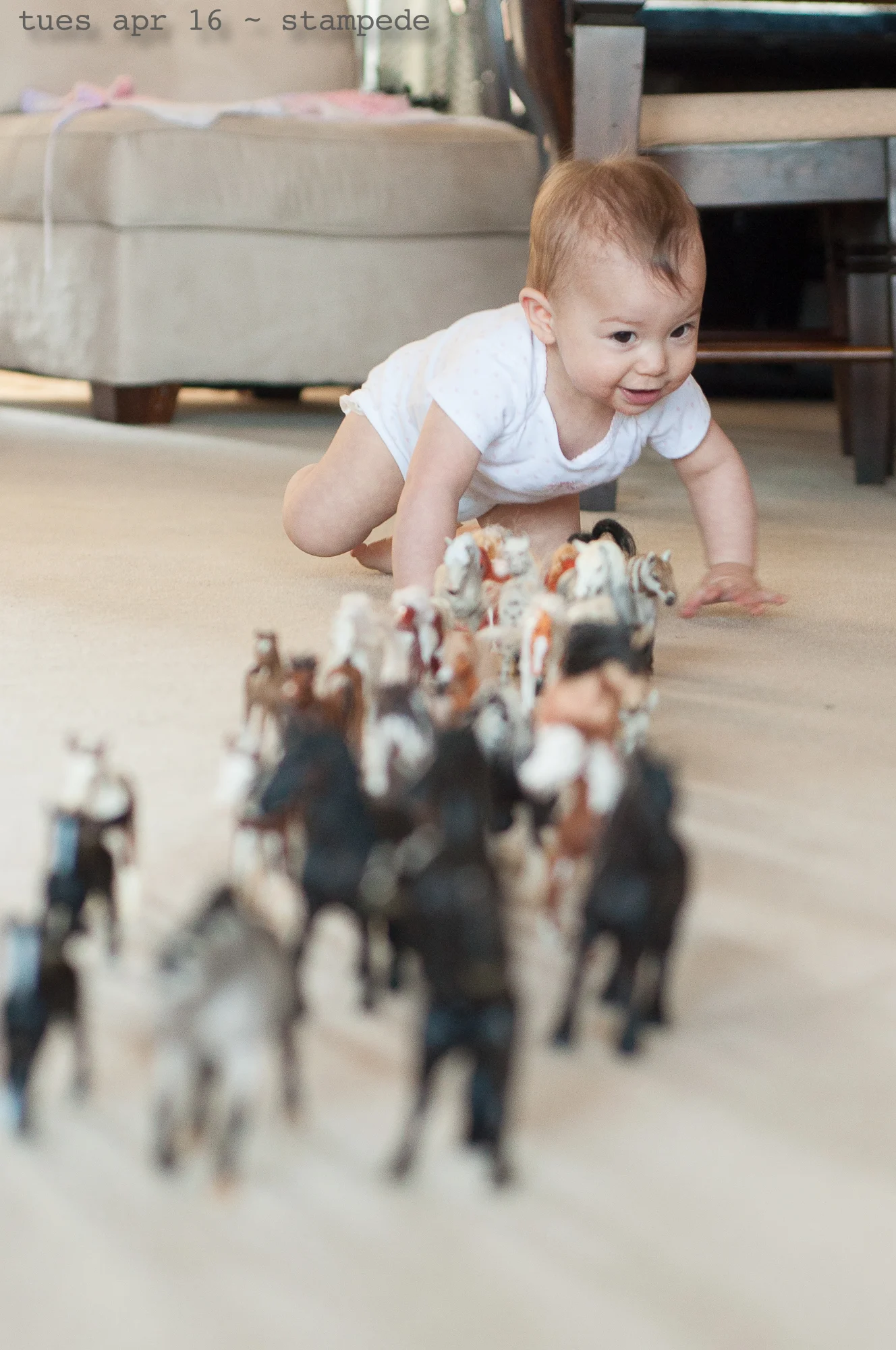 stampede