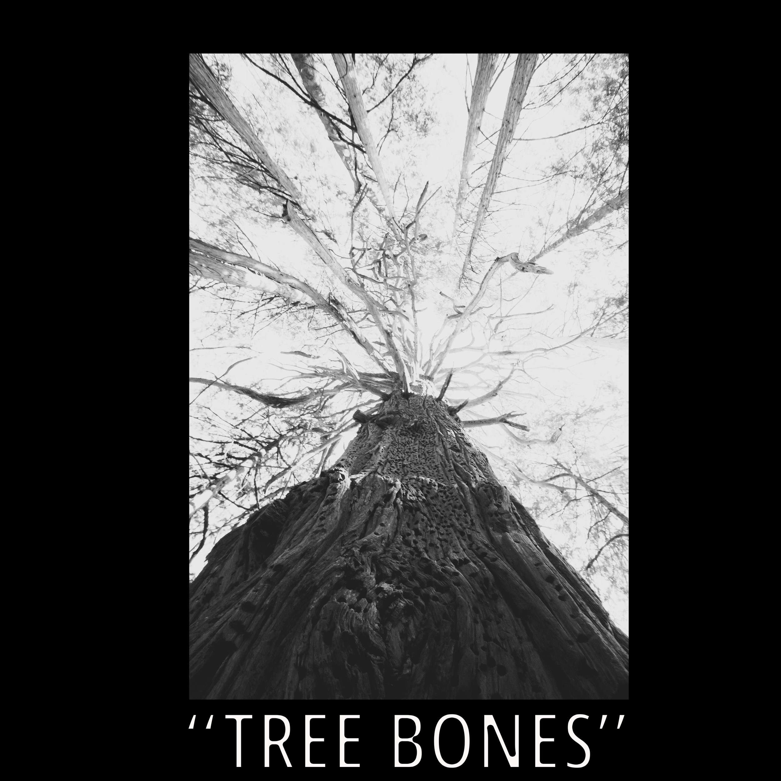 Tree Bones.jpg