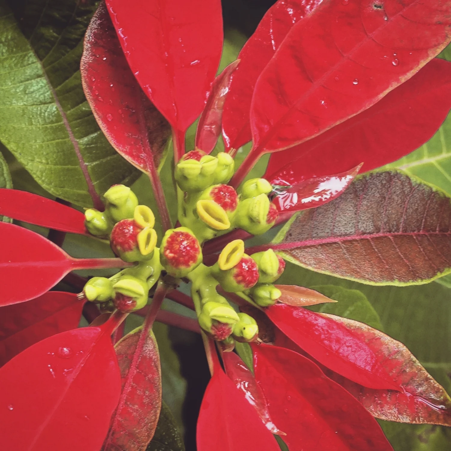 poinsettia