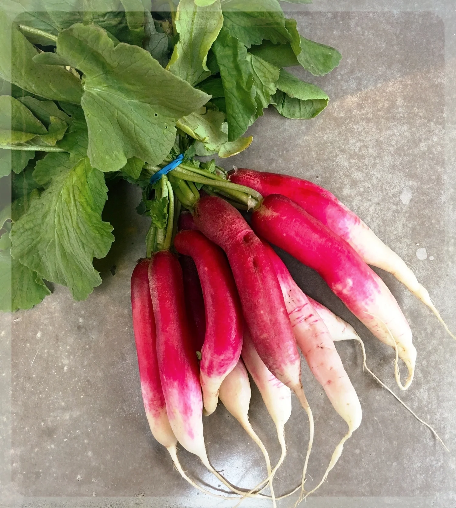 french breakfast radishes