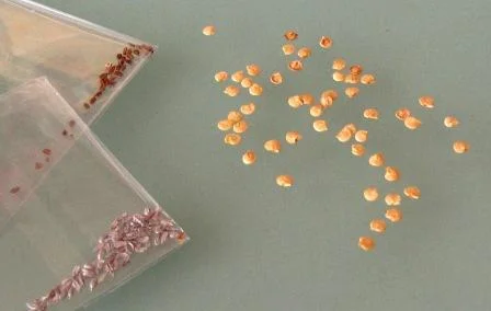 seed_packets.jpg