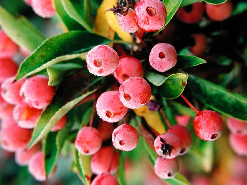 Malus 'Adirondack' Photo: Great Plant Picks