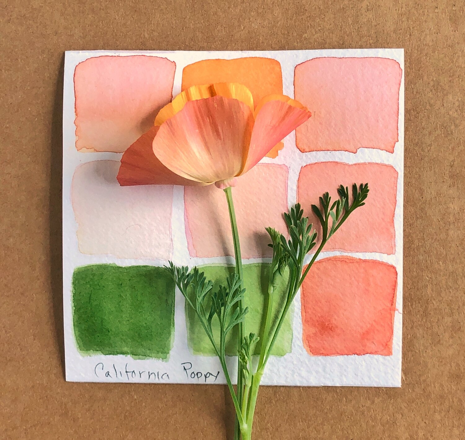 California Poppy Greeting Cards - Plantable Seed Paper - Apartment Garden  Supply