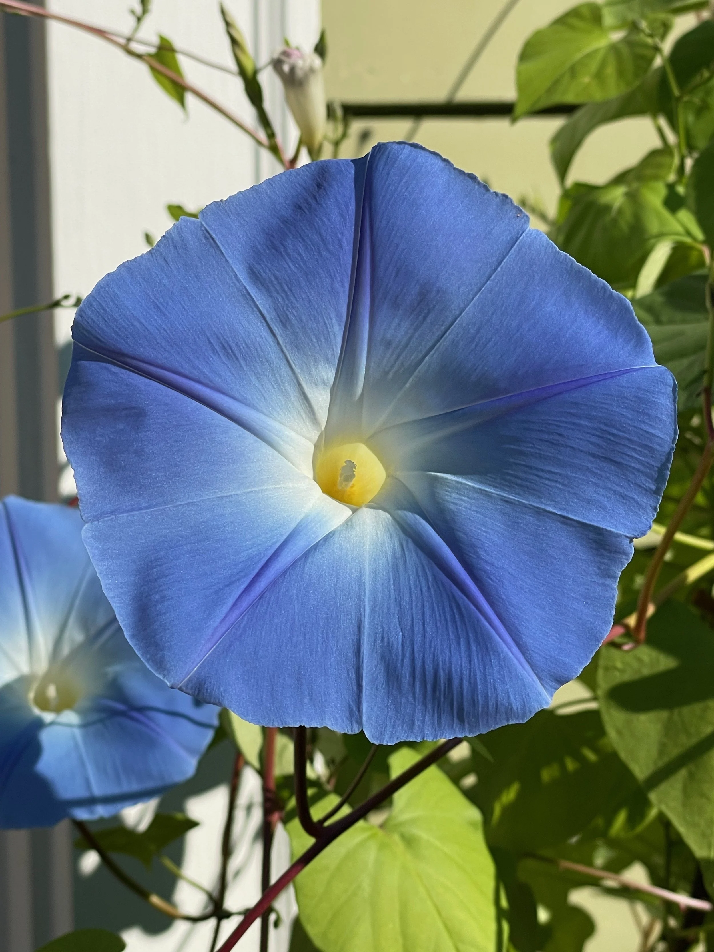 Expectation, Interjection and Servitude