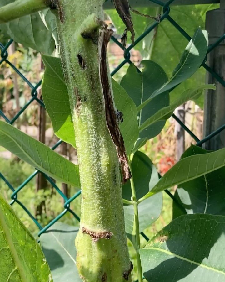 Growing a Nose 🌻👃

This is just to say that a nose has grown on our sunflower stalk. 

🎵 &ldquo;your nose is gonna grow&rdquo; by Johnny Crawford, 1962.

#drawnoutside #nose #growinganose #sunflower #helianthus