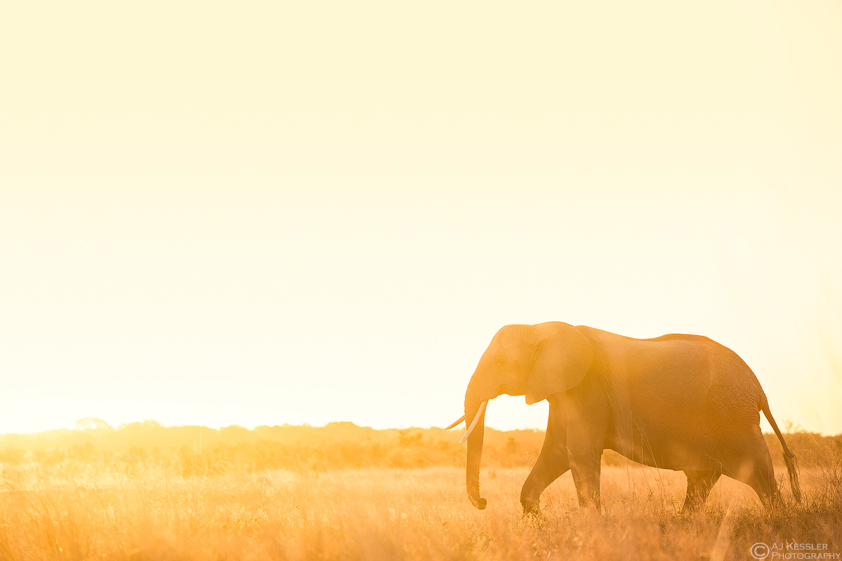 20150620_Hwange_0109-web_1200.jpg