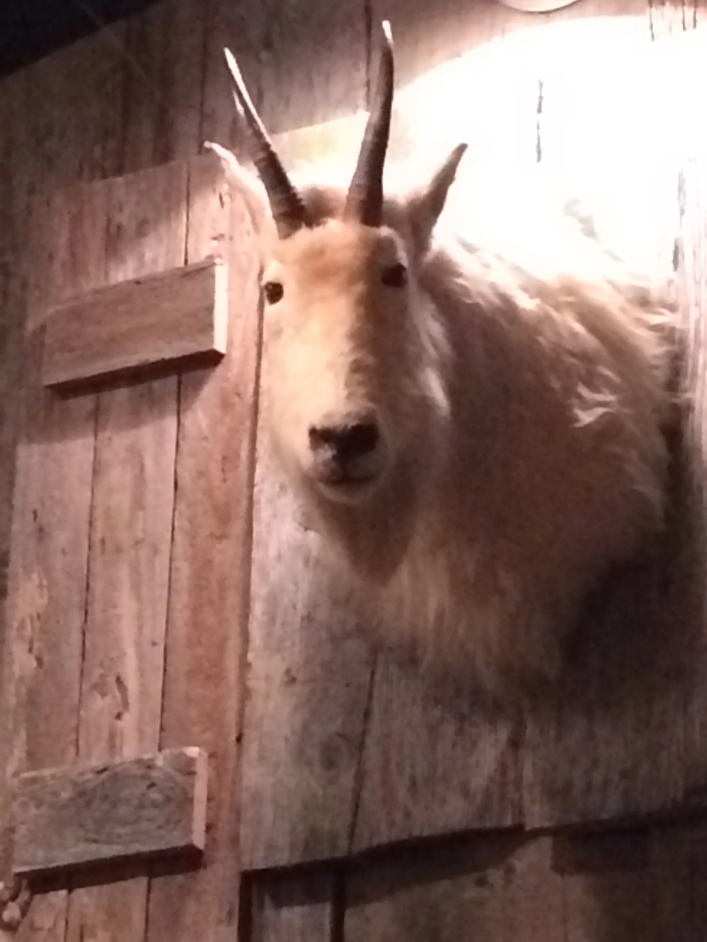 And, just so you can share my discomfort, here is that goat's head.