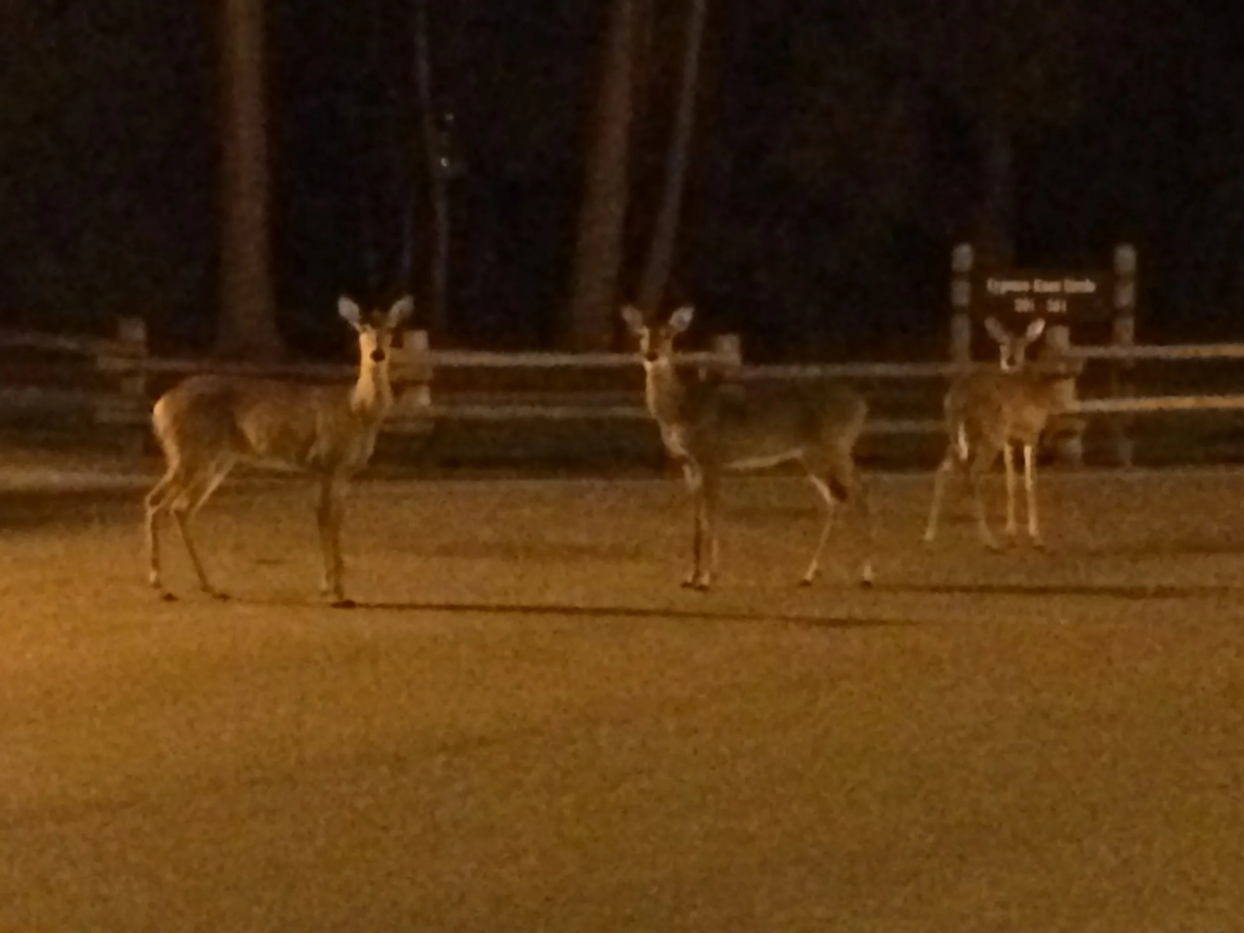 Out of control, the deer.