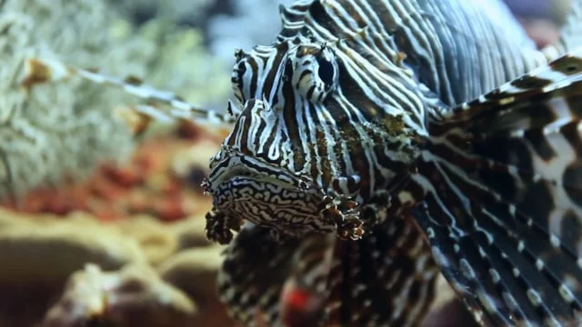 Lionfish: From Predator to Plate