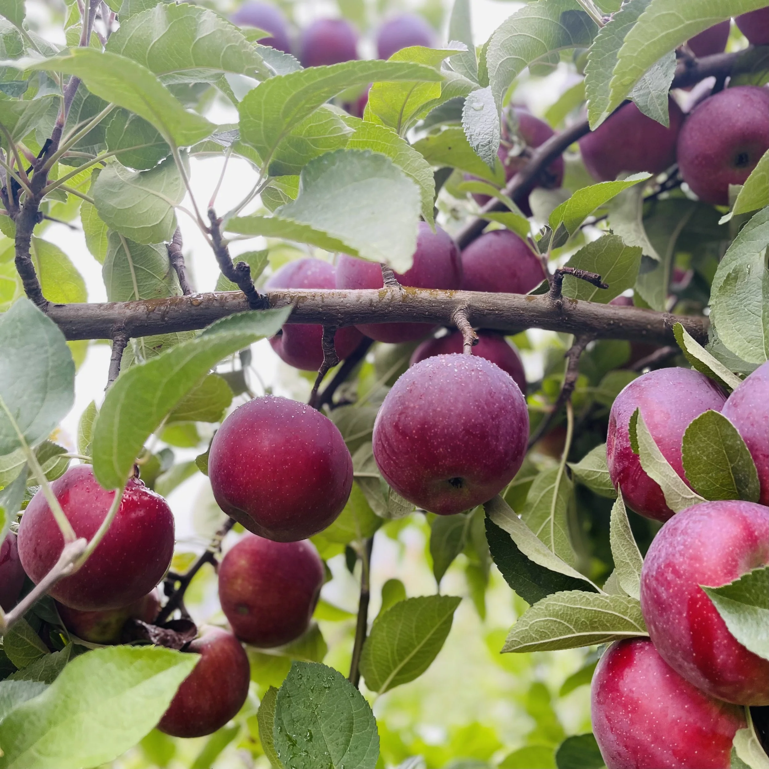 Drew Farm apples.jpg