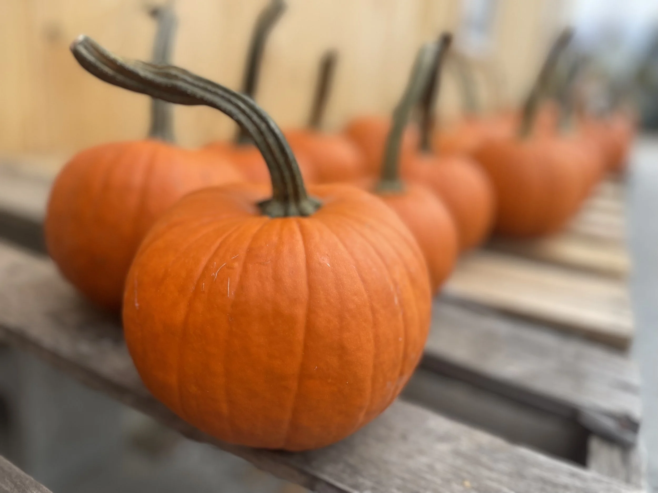 Drew Farm Pumpkins.jpg