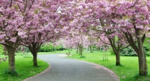 Path-to-Ease-and-Grace.jpg