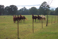 Mom and Mike's horses.