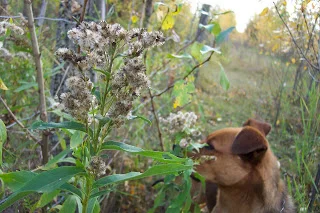 Shiloh in the weeds.