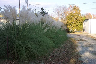 The above picture is of a really cool, popular local ornamental plant. I don't know what it's called, but it looks neat.