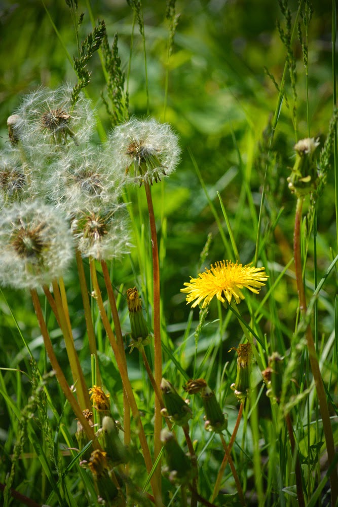 The Life Cycle of Dandelions