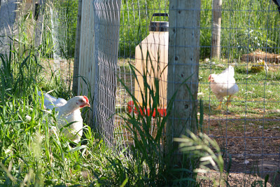 These two gals are nine-week-old chicks, I think leghorns, which I rescued from an untimely end as day-old chicks sent to UFA by mistake. They are just starting to get the hang of free-ranging, having just been added to the main flock a week ago. They hang out pretty close to the run, though, as you can see.