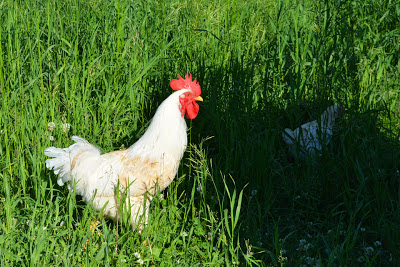 This is the same white rooster as the last shot. Any suggestions on a name for him?