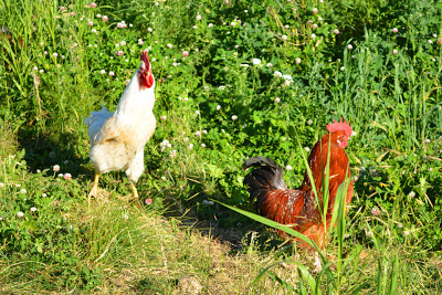 These two are great buddies, and I'm never sure which is the actual head rooster. I call the one on the right Red.