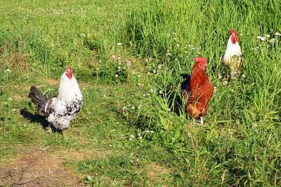 Three of my four roosters. They have all had fairly recent run-ins with Thunder, and their tail feathers are only starting to recover.