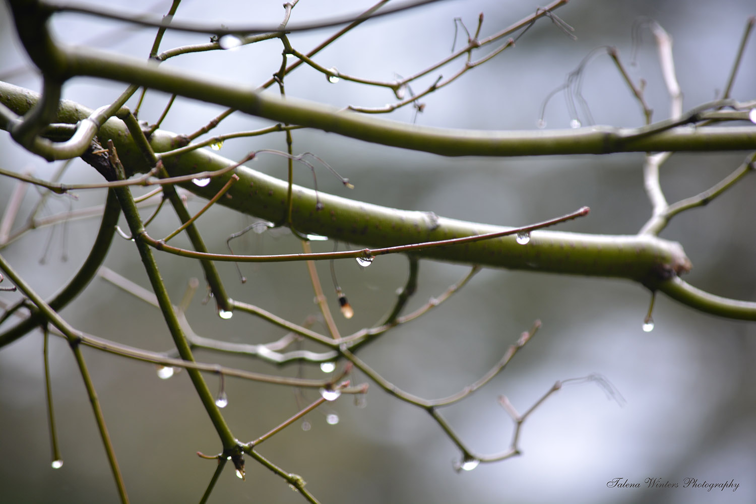I'm sure constant rain would get old fast if you lived here, but for us, it was a nice break from snow and cold.