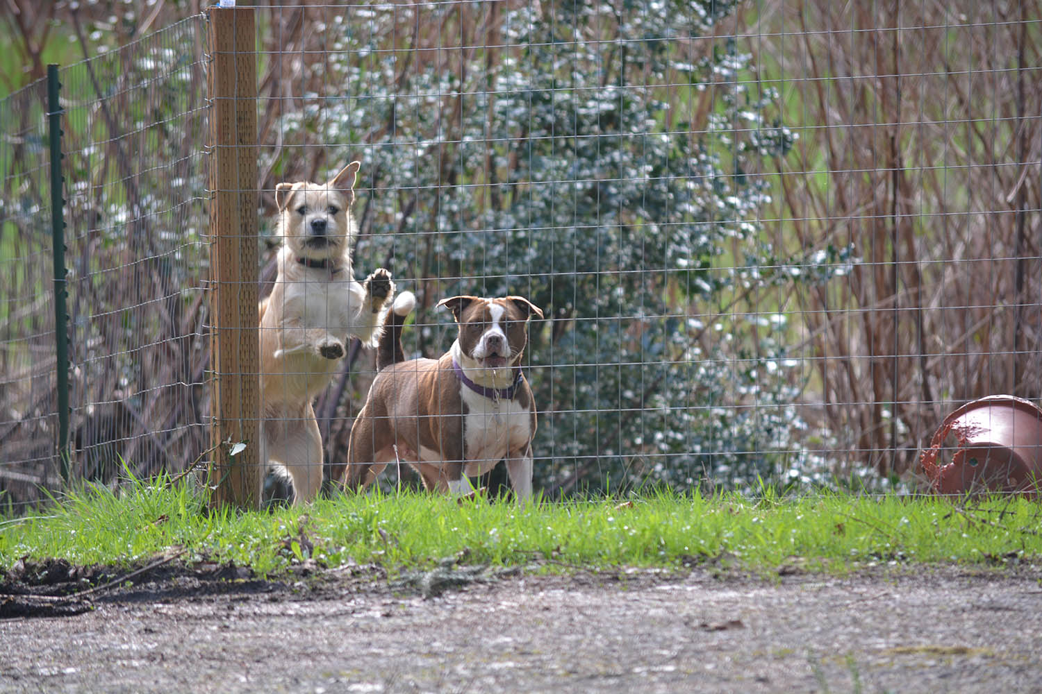 Some of the neighbourhood dogs--they were pretty cute!!