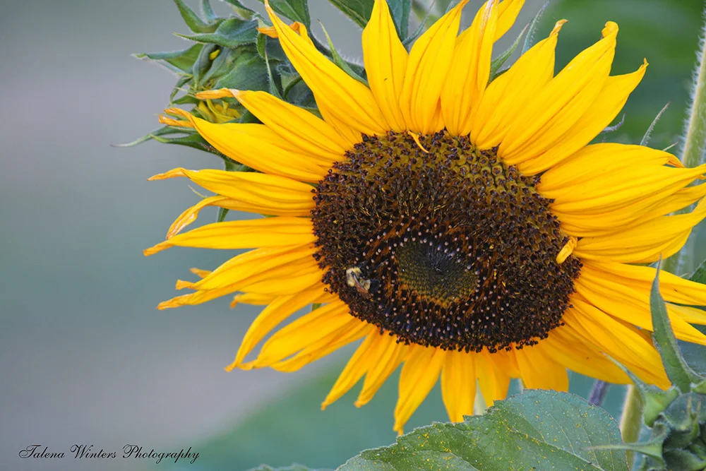 I did learn how to grow a sunflower eventually...