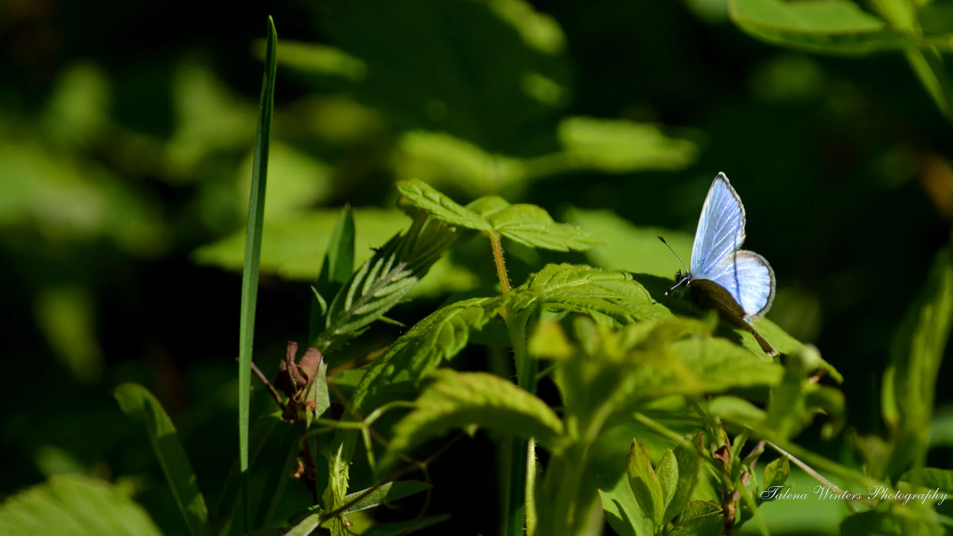Blue Azure Butterfly on greenery desktop wallpaper by Talena Winters. www.talenawinters.com