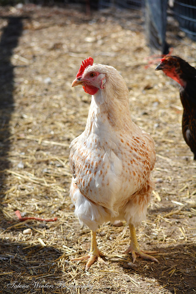 A couple of the hens inspect the inspector.
