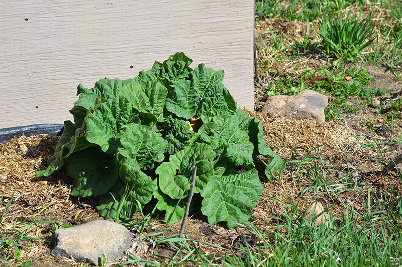 My rhubarb is happy as a clam in sand this spring! I love seeing some green already.