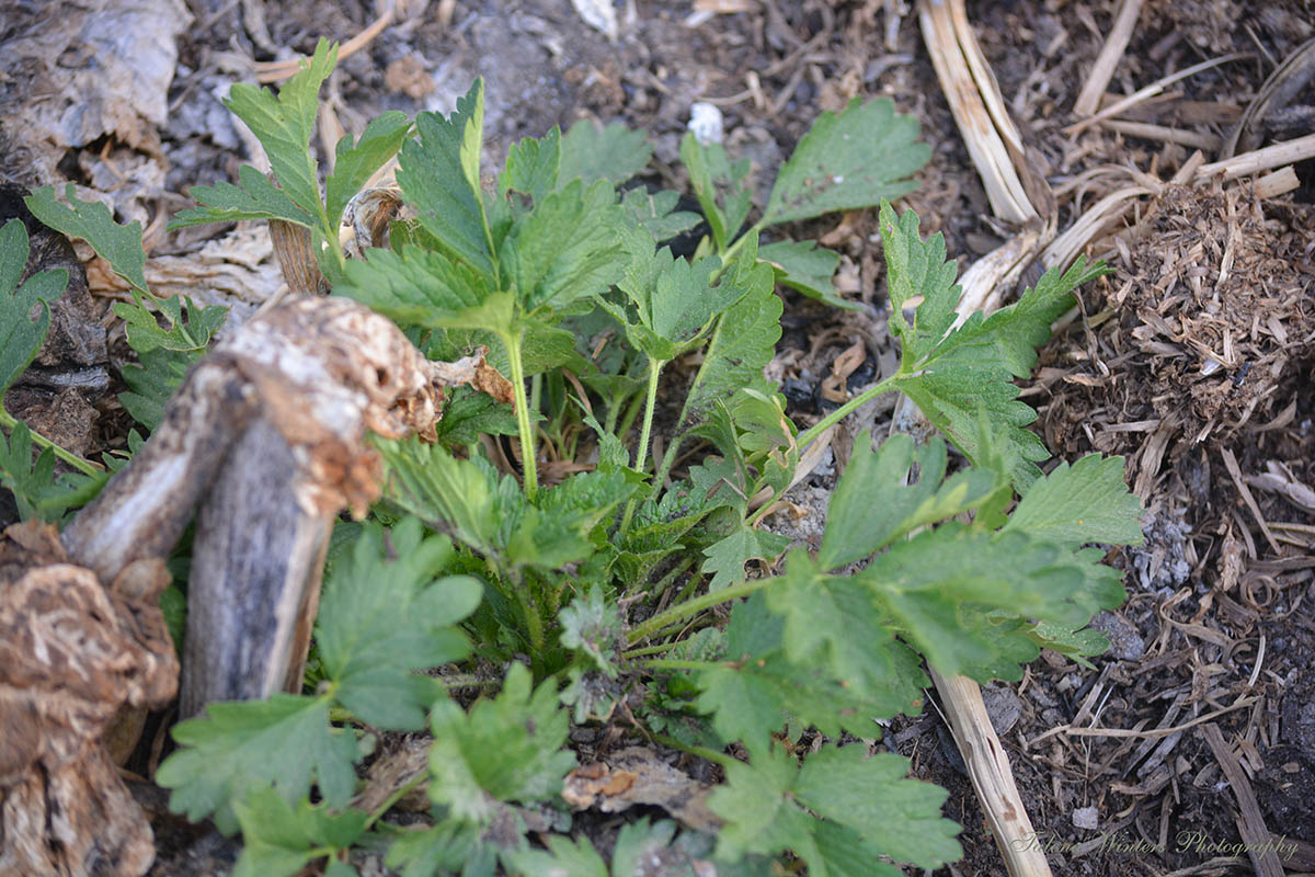 Strawberry imposter--I am pretty sure this is "Rough Cinquefoil", or potentilla norvegica.