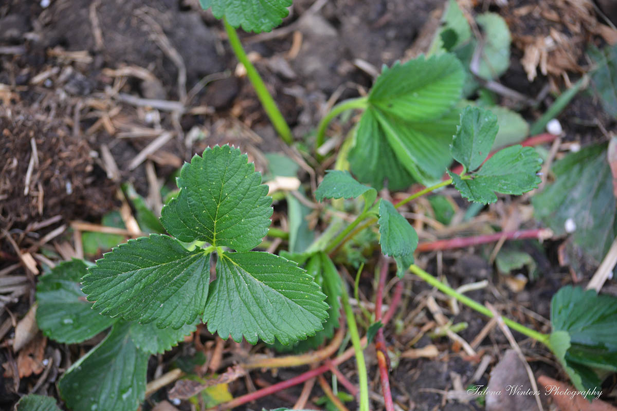Domestic strawberries that survived the winter just fine. Yay!