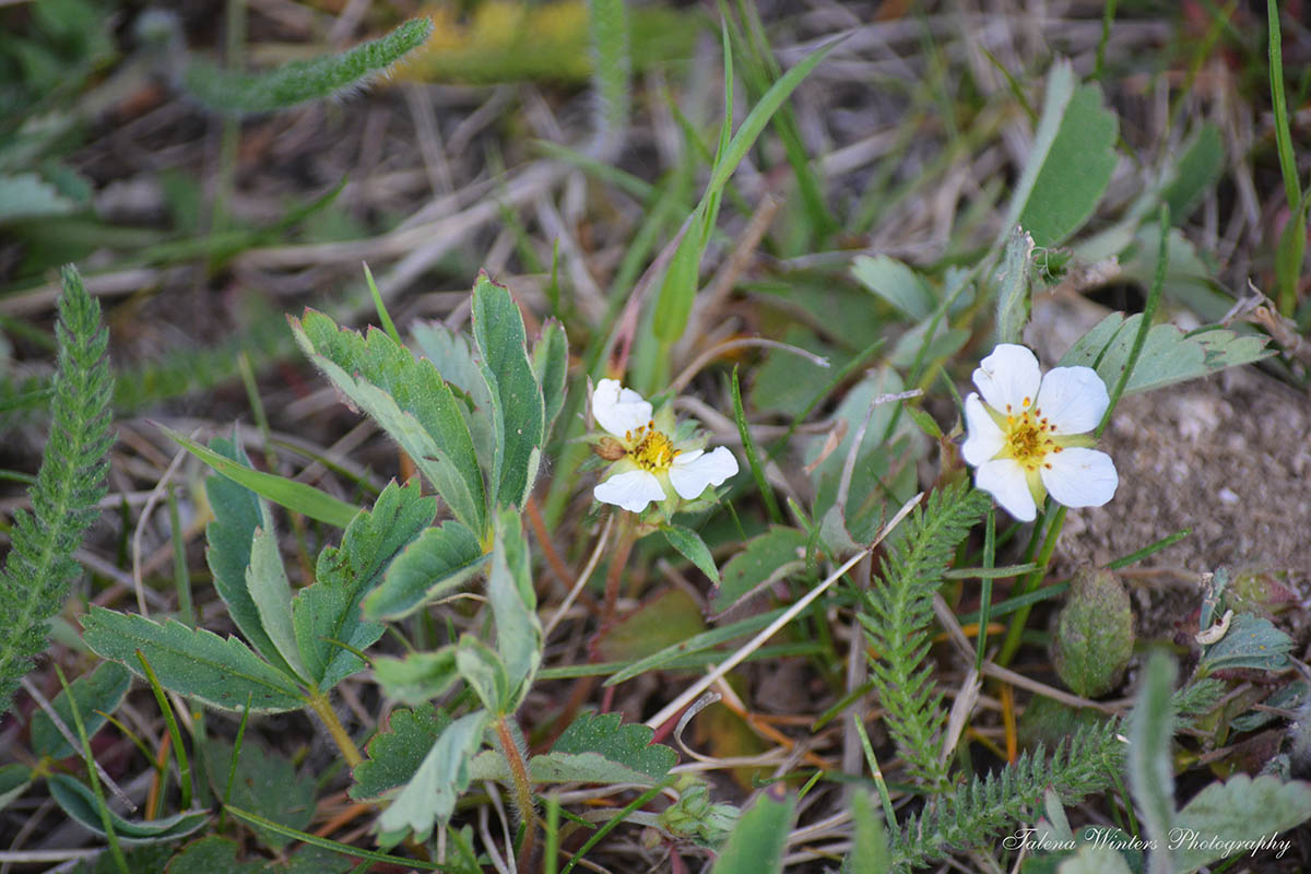 Wild, "Woodland Strawberries" in bloom, with some yarrow leaves for texture. :-)