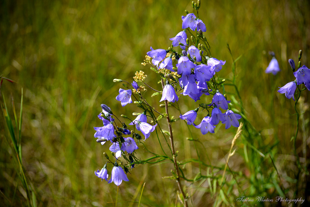 Harebells