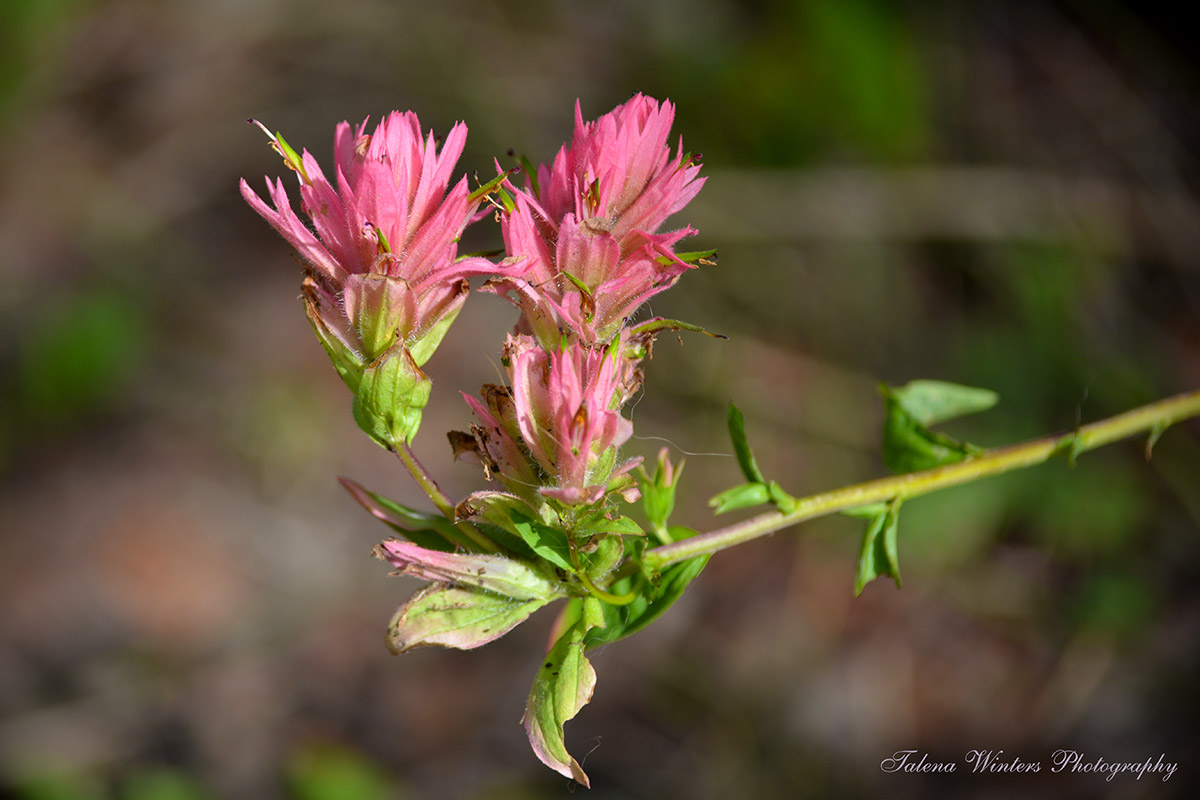 Indian Paintbrush showing signs of the drought.