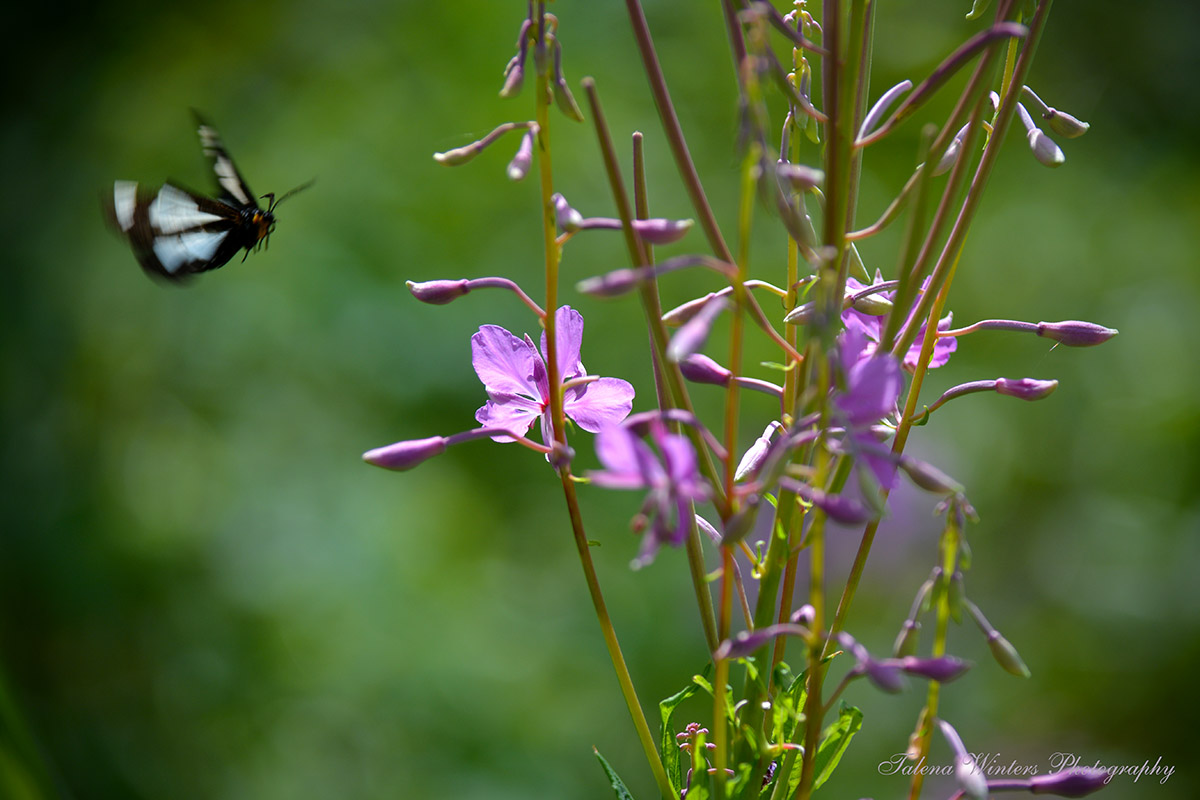 A Police Car Moth comes in for a landing on some Fireweed.