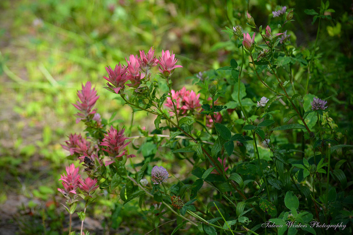 Indian Paintbrush, one of my favourite wildflowers, growing with some clover.