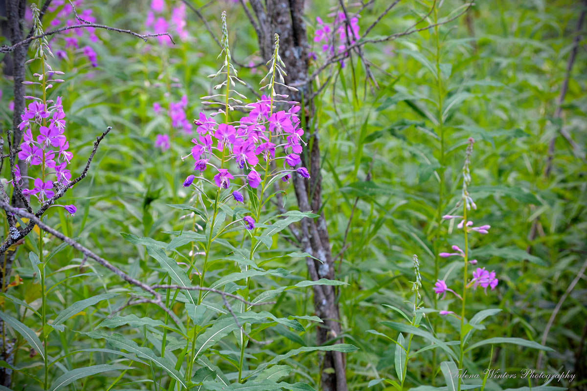 Fireweed in the woods.
