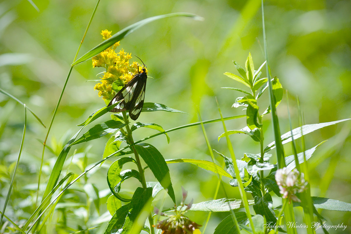 Police Car Moths are deceiving because they fly in the daytime. This one was enjoying some Goldenrod nectar. See his little orange "lights"?