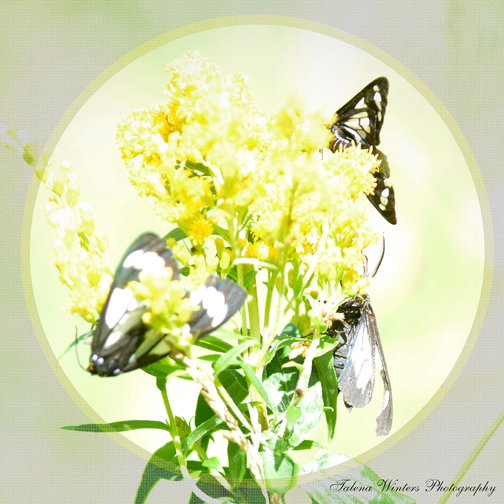 I really overexposed this shot, but had to use it anyway--I mean, three moths on the same flower? So pretty.