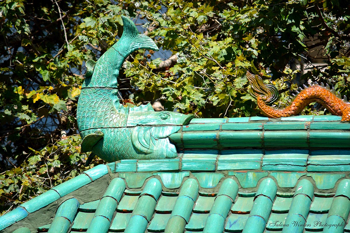 Fish on the Dragon Gate
