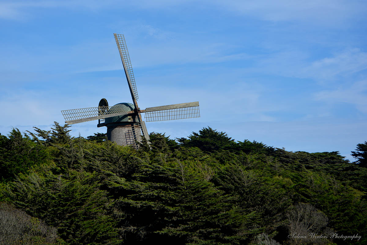 Windmill in Golden Gate Park