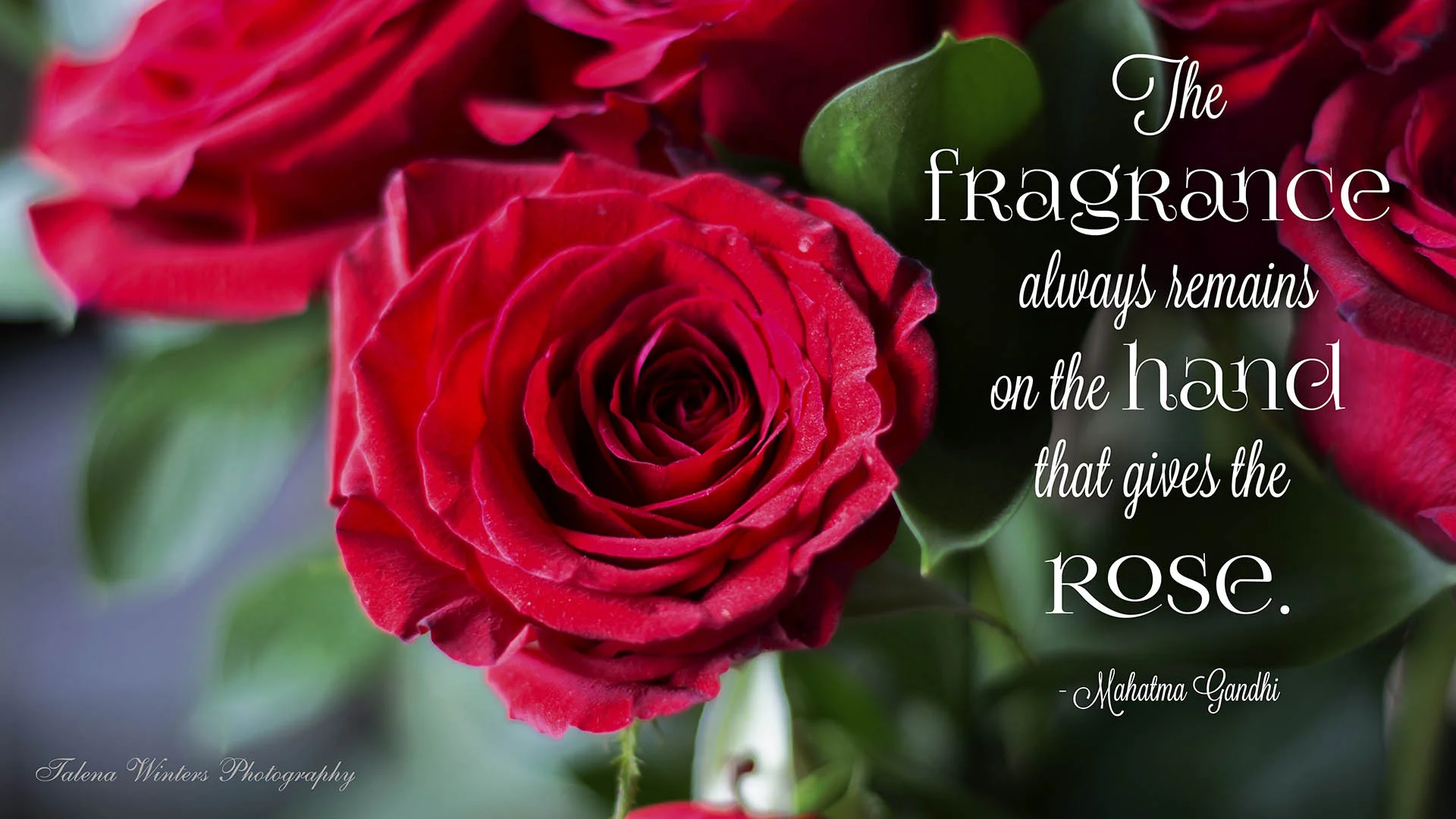 "The fragrance always remains on the hand that gives the rose." - Mahatma Gandhi. Desktop wallpaper from www.talenawinters.com.