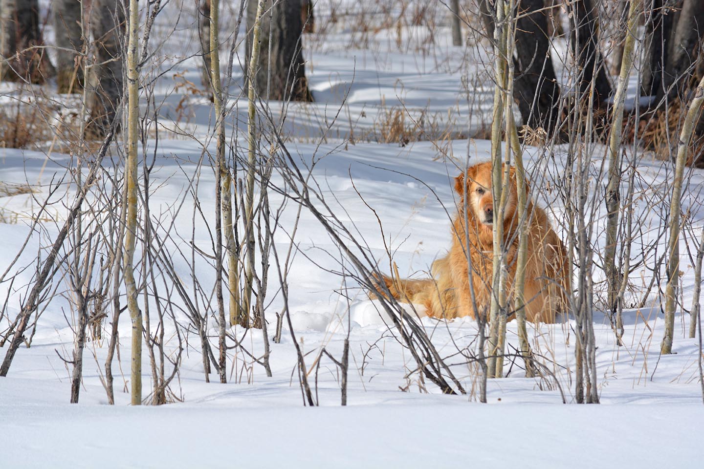 Sunshine peeking at spring.